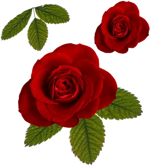 Vibrant Red Roseson Black Background PNG Image