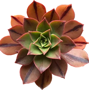 Vibrant Red Tipped Succulent PNG Image