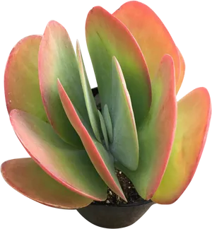 Vibrant Red Tipped Succulent PNG Image