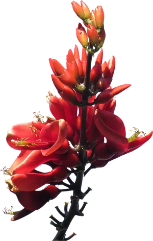 Vibrant Red Tropical Flower PNG Image