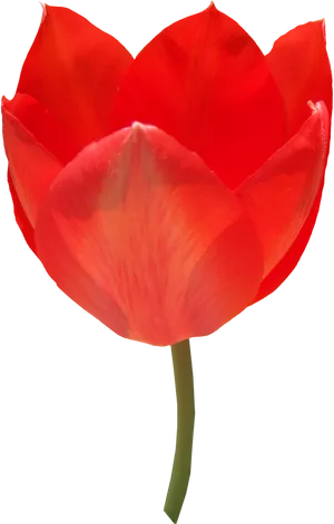 Vibrant Red Tulip Single Bloom PNG Image