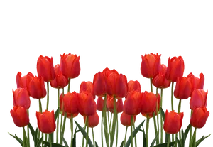 Vibrant_ Red_ Tulips_ Against_ Black_ Background.jpg PNG Image