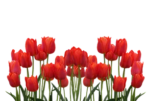 Vibrant Red Tulips Against Black Background.jpg PNG Image