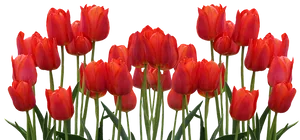 Vibrant Red Tulips Array PNG Image