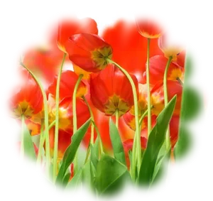 Vibrant Red Tulips Artistic Render PNG Image