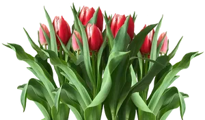 Vibrant Red Tulips Bouquet PNG Image