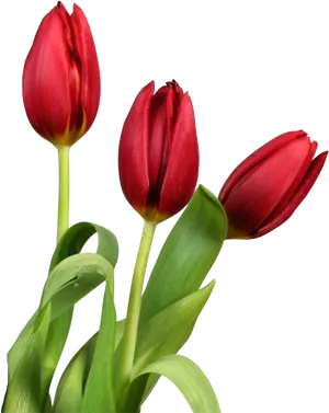 Vibrant Red Tulips Transparent Background PNG Image