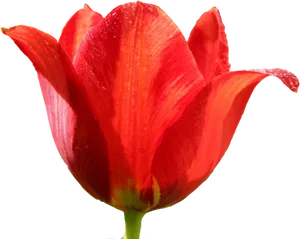 Vibrant Red Tulipwith Dew Drops PNG Image