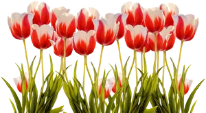 Vibrant Red White Tulips PNG Image