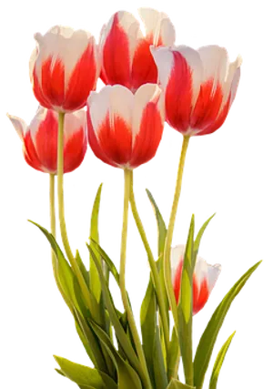 Vibrant Red White Tulips Black Background PNG Image