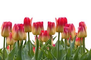 Vibrant Red Yellow Tulips Black Background PNG Image