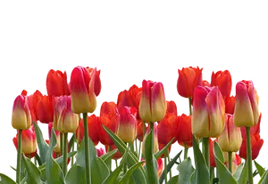 Vibrant Red Yellow Tulips Black Background PNG Image