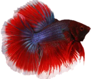 Vibrant Redand Blue Betta Fish PNG Image