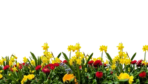 Vibrant Spring Flower Border PNG Image