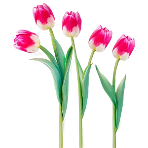 Vibrant Spring Tulips PNG Wlu PNG