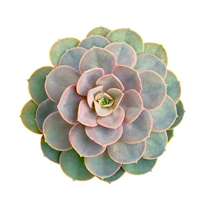 Vibrant Succulent Top View PNG Image