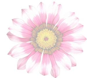 Vibrant Summer Bloom PNG Image