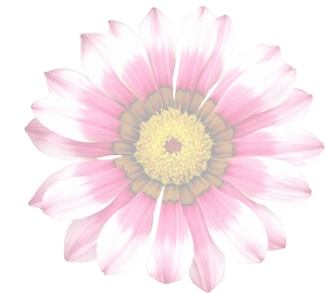 Vibrant Summer Daisy.jpg PNG Image