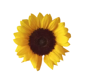 Vibrant_ Sunflower_ Against_ Black_ Background.jpg PNG Image