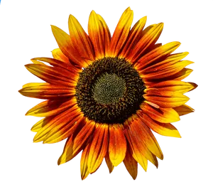 Vibrant Sunflower Against Black Background.jpg PNG