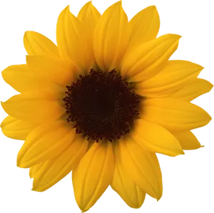 Vibrant_ Sunflower_ Against_ Black_ Background.jpg PNG Image