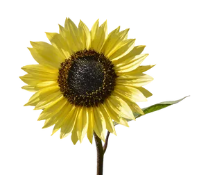 Vibrant Sunflower Against Black Background