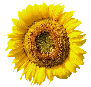 Vibrant Sunflower Black Background PNG