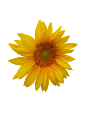 Vibrant Sunflower Black Background.jpg PNG Image