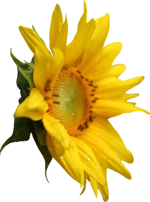 Vibrant Sunflower Black Background.jpg PNG Image