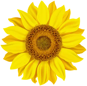 Vibrant Sunflower Black Background PNG Image