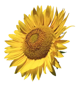 Vibrant Sunflower Black Background PNG Image