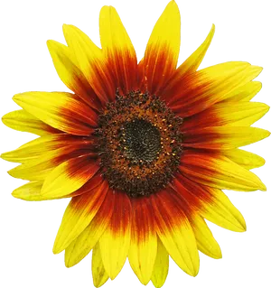 Vibrant Sunflower Clipart.png PNG Image