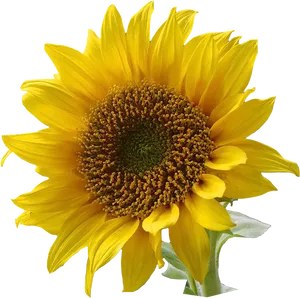 Vibrant_ Sunflower_ Clipart.png PNG Image