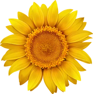 Vibrant Sunflower Clipart PNG Image