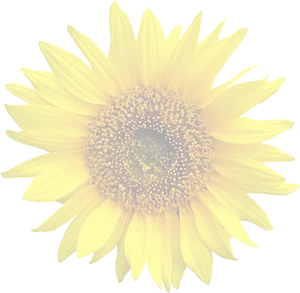 Vibrant Sunflower Dark Background PNG