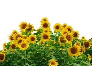 Vibrant_ Sunflower_ Field PNG Image