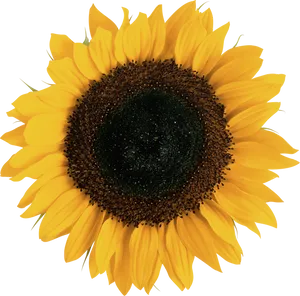 Vibrant Sunflower Isolated.png PNG Image