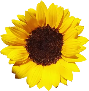 Vibrant Sunflower Isolated.png PNG Image