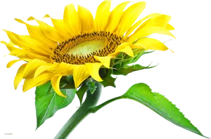 Vibrant Sunflower Single Bloom.png PNG Image