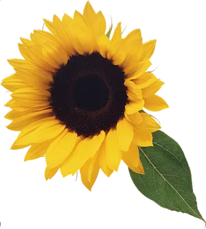 Vibrant Sunflower Single Bloom PNG Image