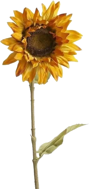 Vibrant Sunflower Single Stem PNG Image