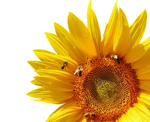 Vibrant_ Sunflower_with_ Bees PNG