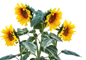 Vibrant Sunflowers Black Background PNG