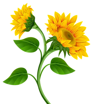 Vibrant Sunflowers Vector Illustration PNG Image