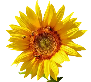 Vibrant Sunflowerwith Bees