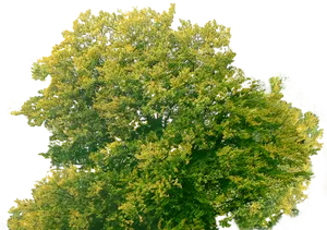 Vibrant Tree Canopy Top View PNG Image