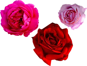 Vibrant Trioof Roses Isolatedon Grey PNG Image