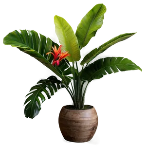 Vibrant Tropical Plants Png Sen PNG Image