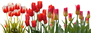 Vibrant Tulip Array PNG Image