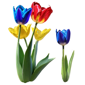 Vibrant Tulip Png 06252024 PNG Image